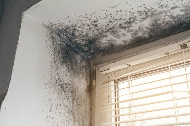 Affordable Mold Remediation solutions in Abingdon, VA